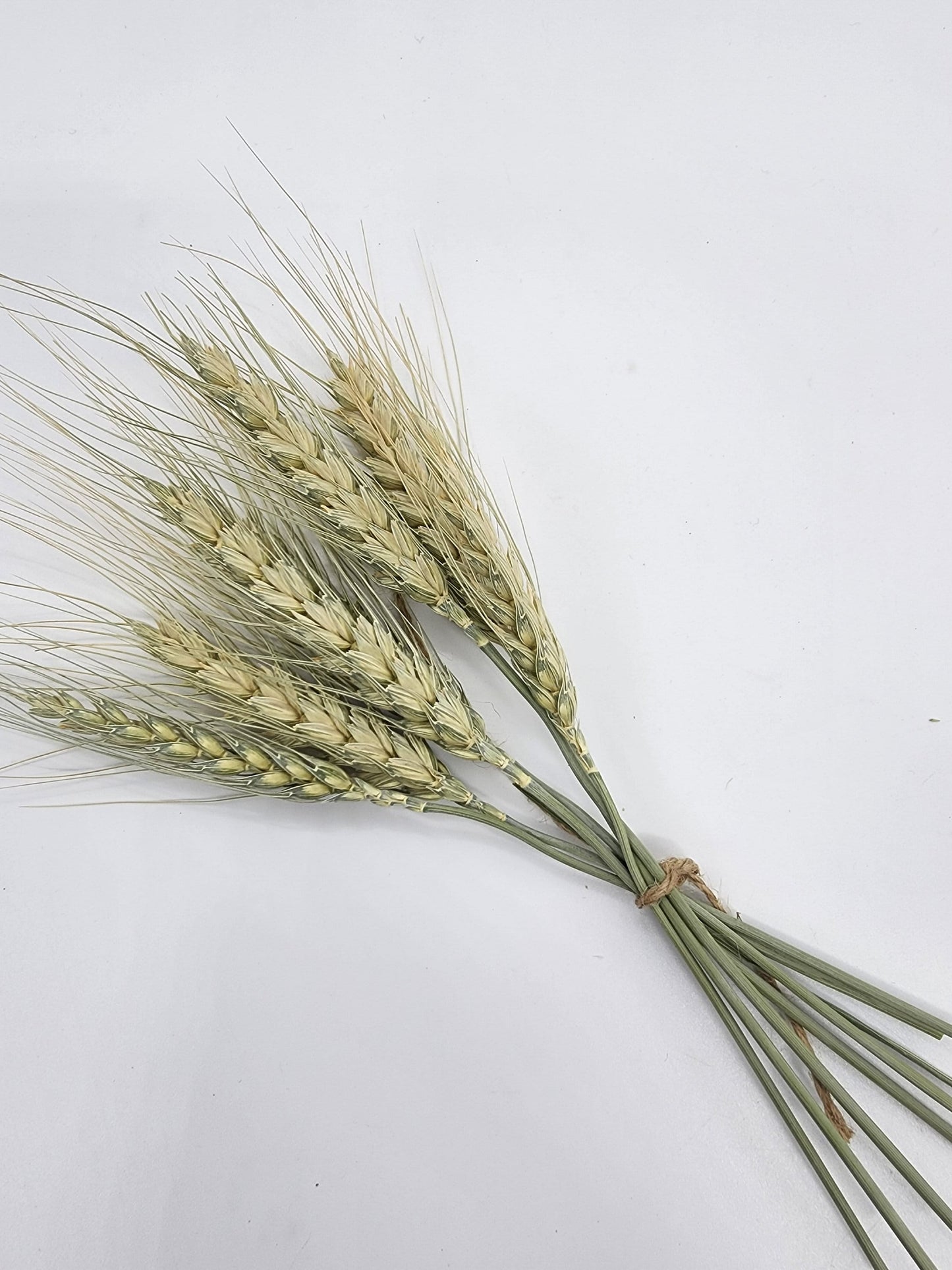 Small Green wheat spray for hamsters