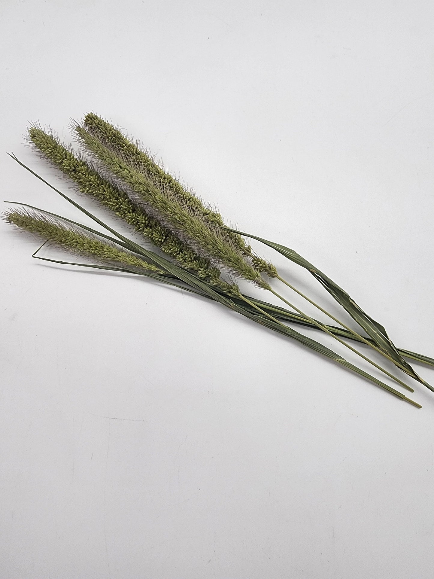 Small Natural Green Pearl Millet spray for hamsters/rodents/small animals