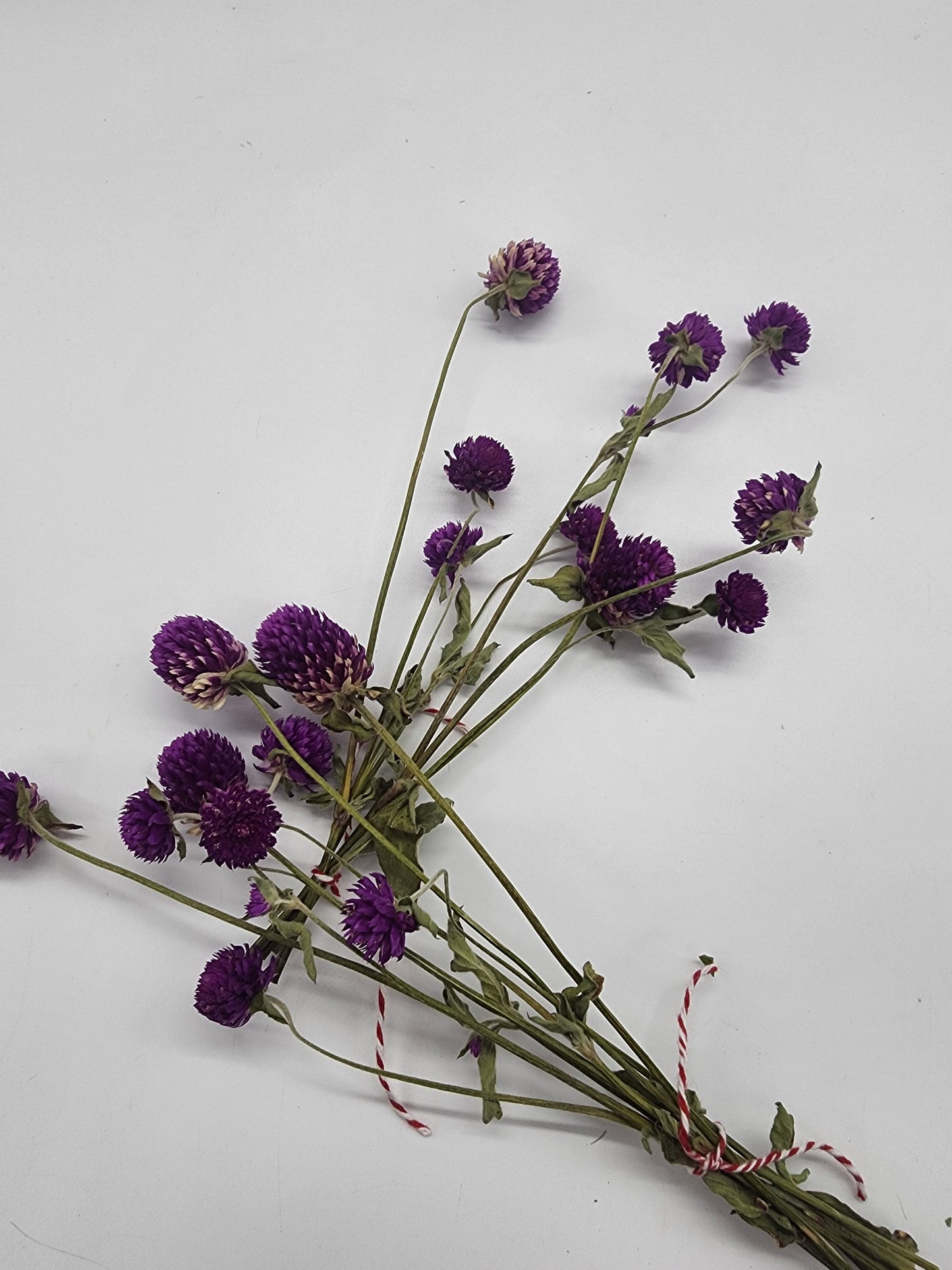 Small Organic Globe Amaranth spray for hamsters | Rodents | Small Animals