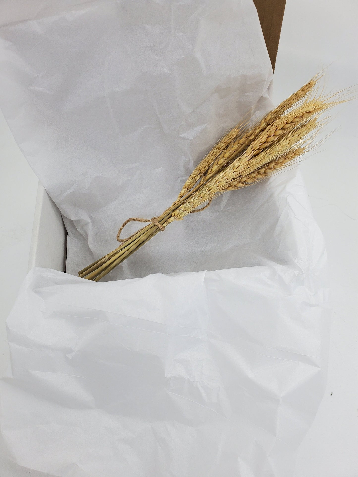 Small Blond wheat spray for hamsters