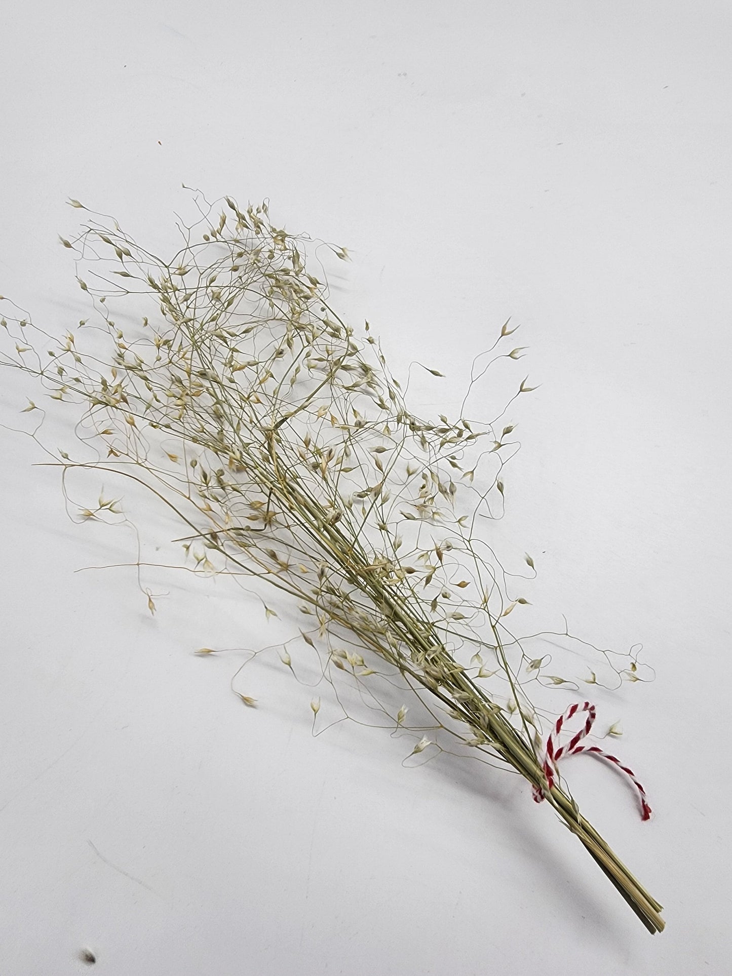 Small Rice Grass spray for hamsters/rodents/small animals