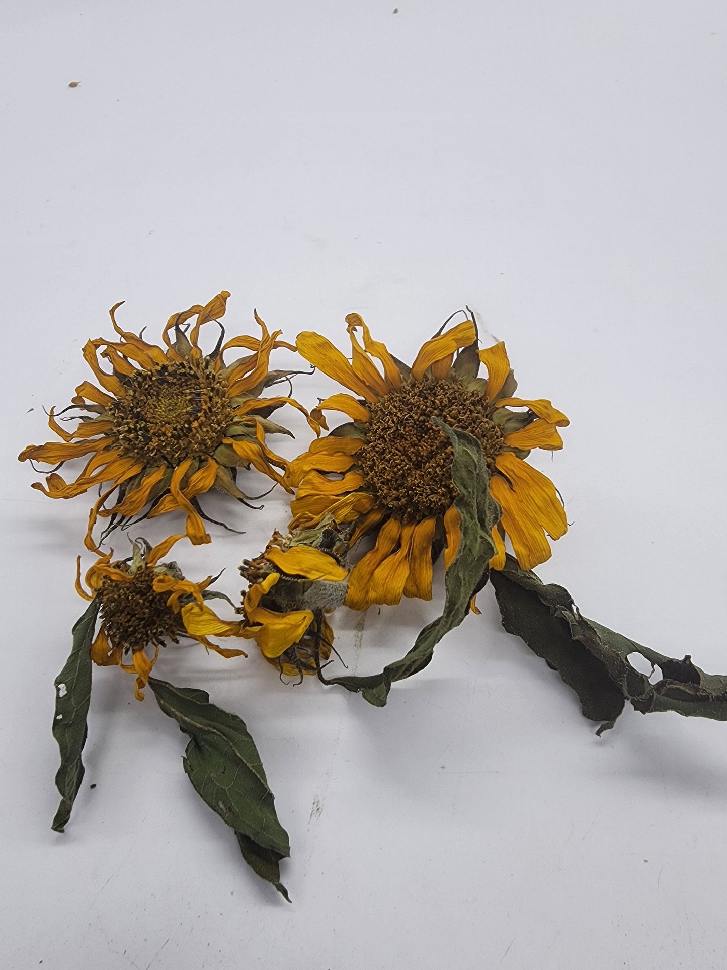Small dried organic Sunflowers